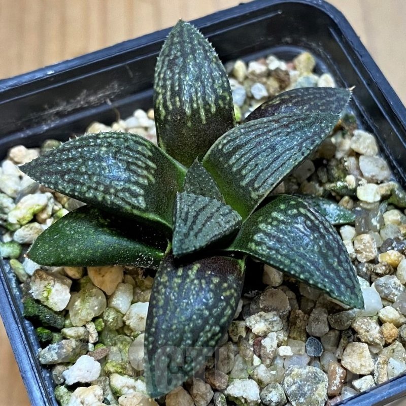 SH23156 Haworthia 'Kuroshima Dekenahii'