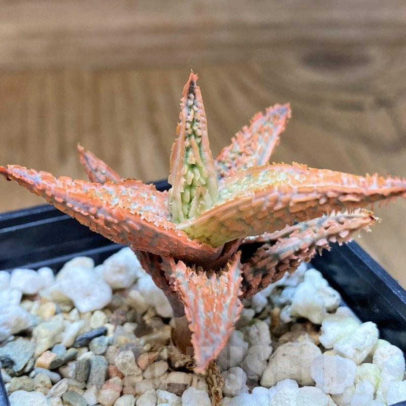 SH23124 Aloe TCT hybrid