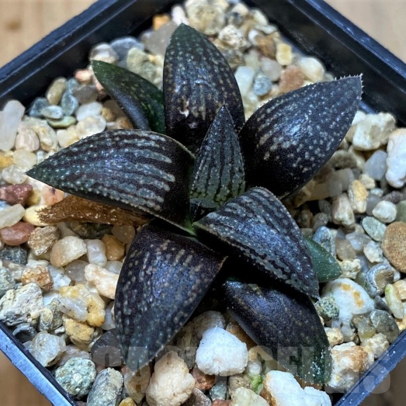 SH23157 Haworthia 'Kuroshima Dekenahii'