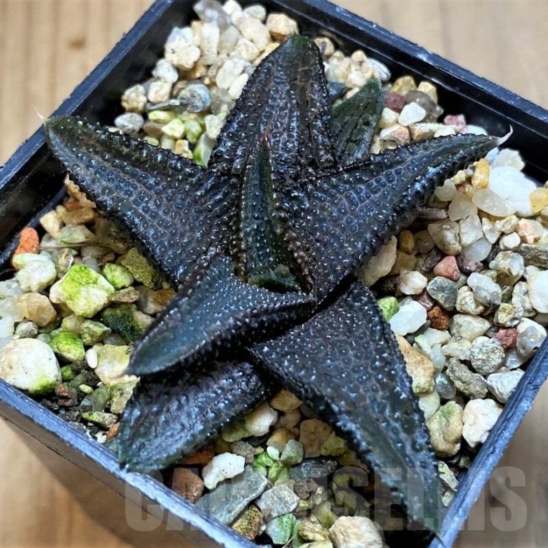 SH23158 Haworthia koelmaniorum