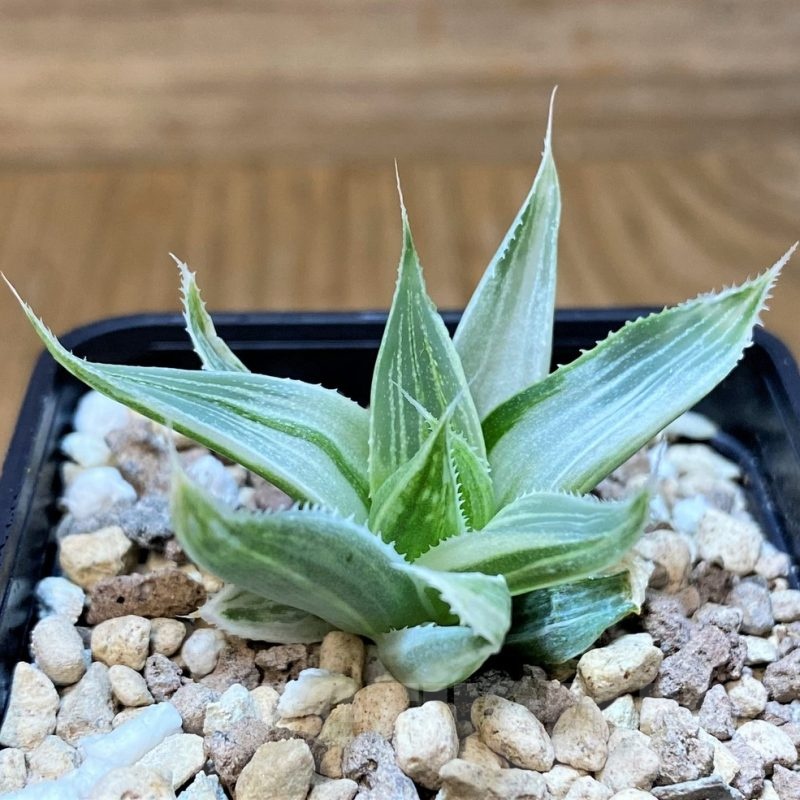 SH23160 Haworthia 'Grey Ghost'