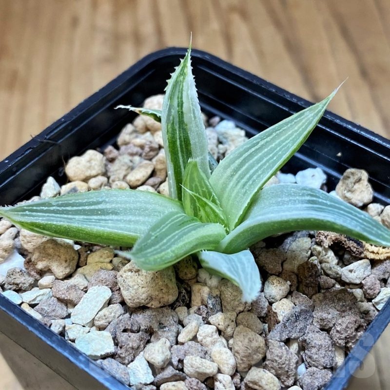 SH23161 Haworthia 'Grey Ghost'