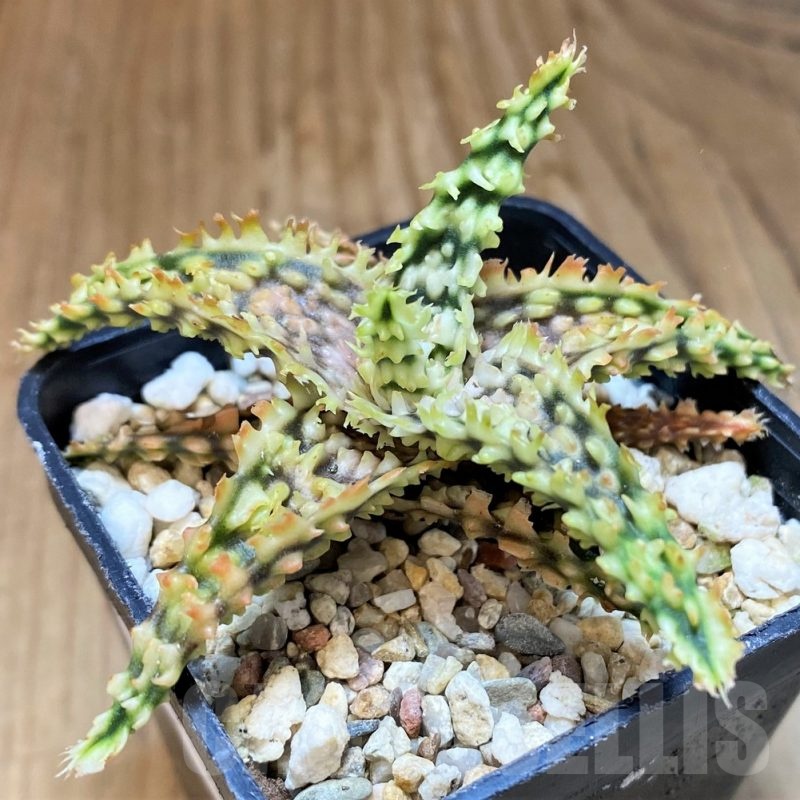 SH23162 Aloe TCT hybrid