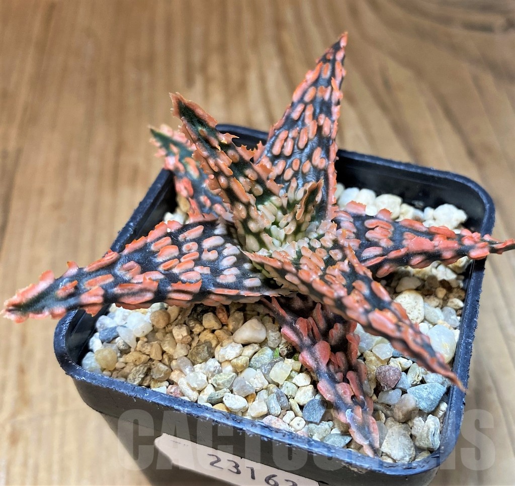 SH23163 Aloe TCT hybrid - Image 2