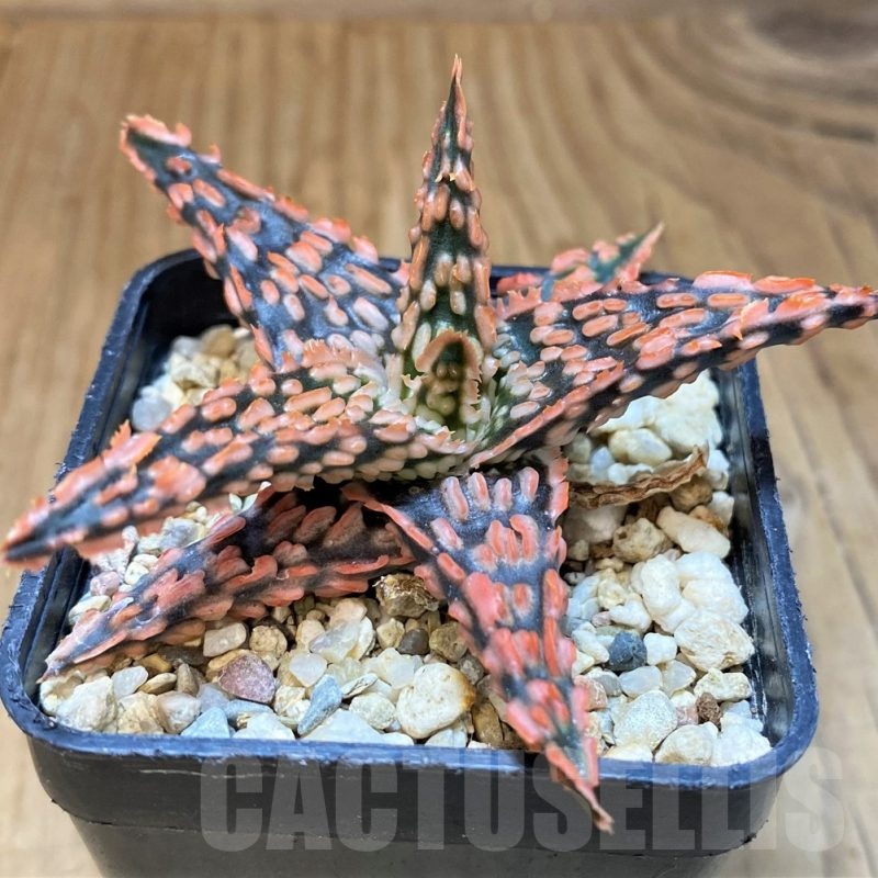 SH23163 Aloe TCT hybrid