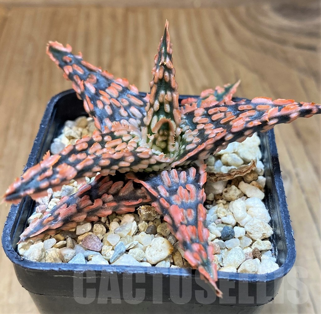 SH23163 Aloe TCT hybrid