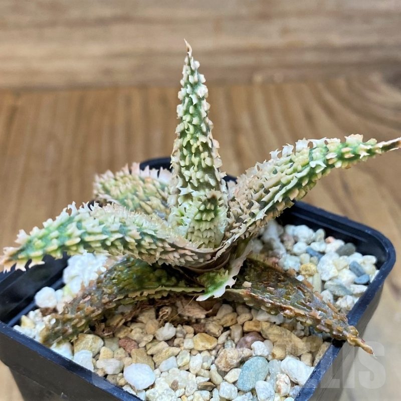 SH23164 Aloe TCT hybrid