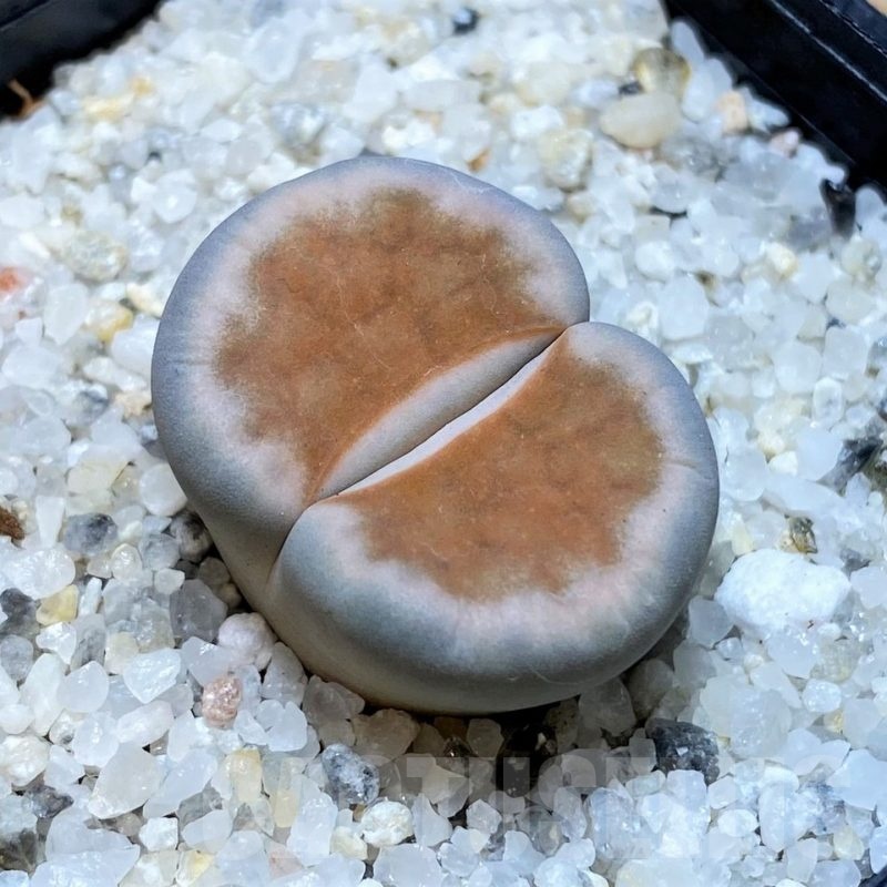 SH23165 Lithops karasmontana 'Lateritia'