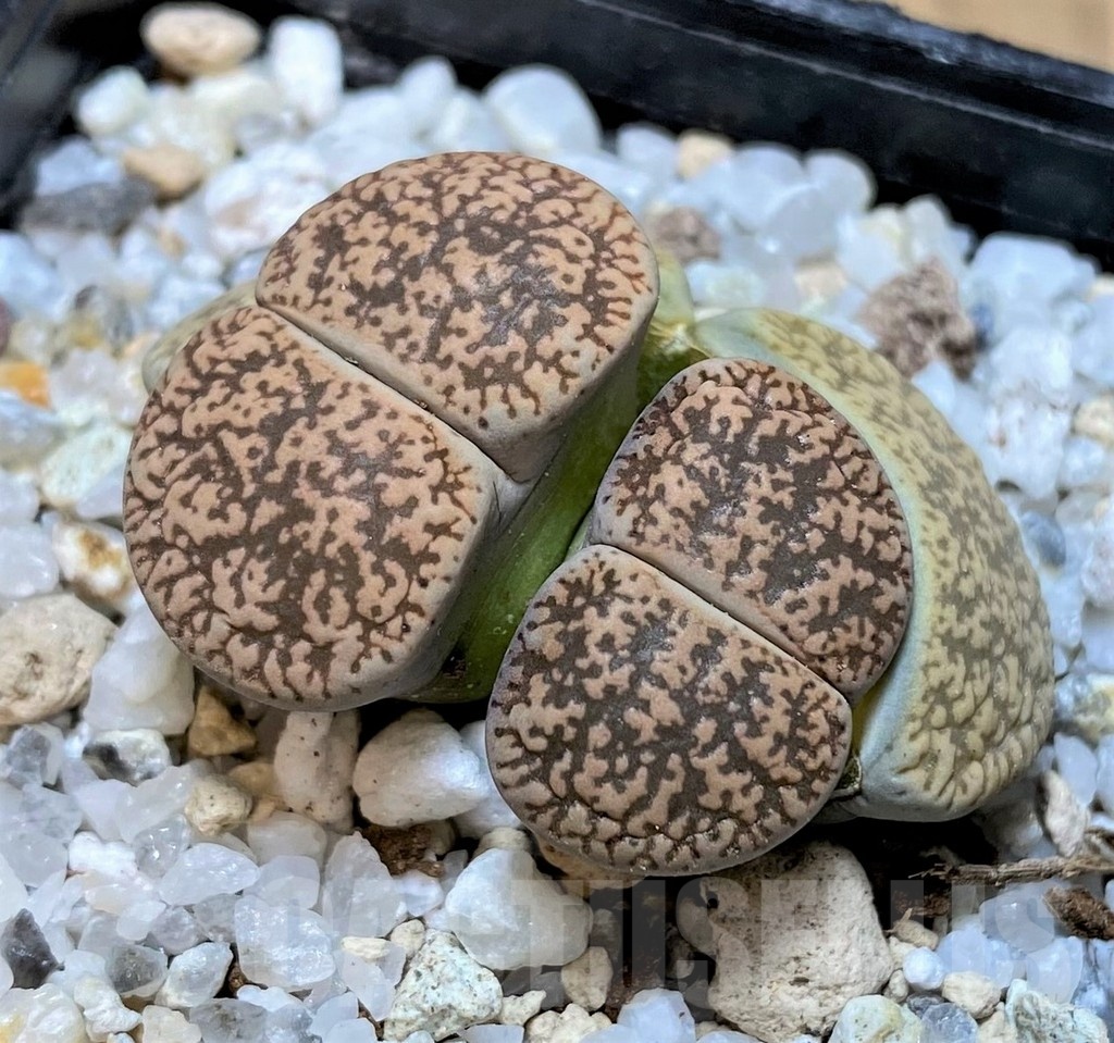 SH23166 Lithops lesliei v. venteri