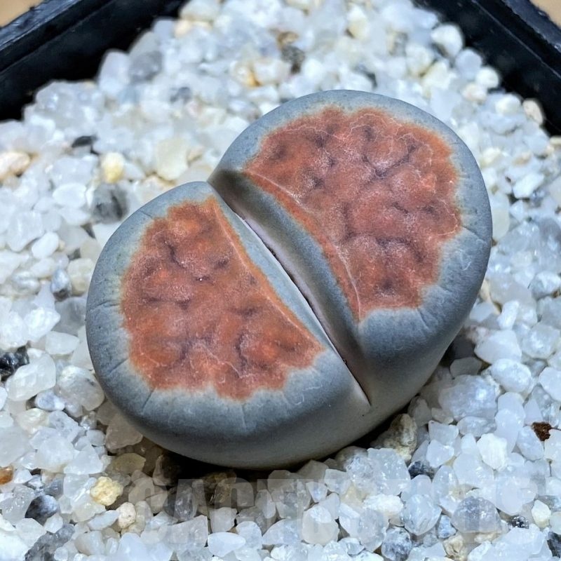 SH23167 Lithops karasmontana 'Top Red'