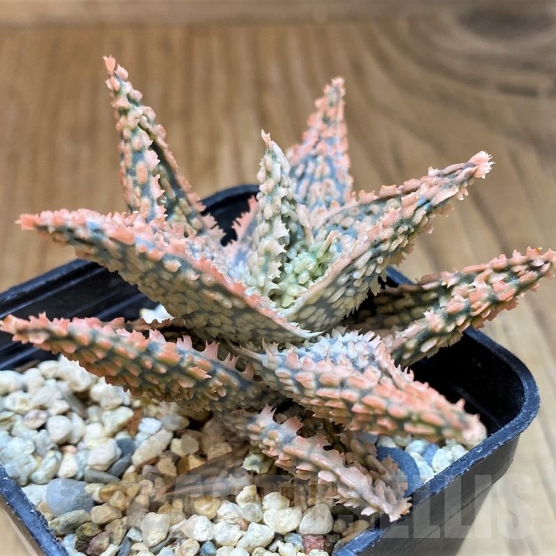 SH23125 Aloe TCT hybrid