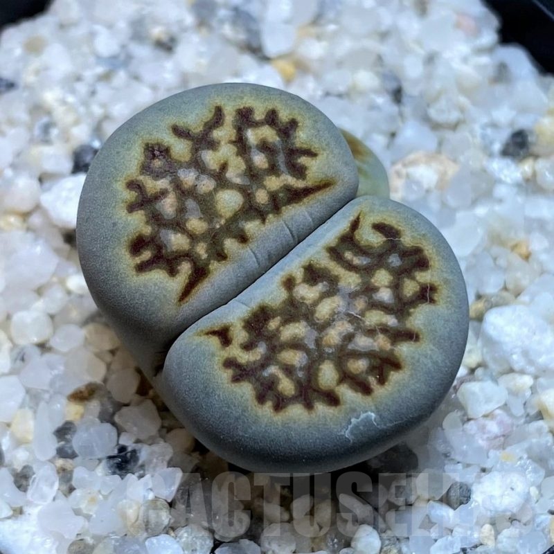 SH23169 Lithops hallii