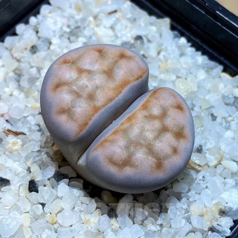 SH23170 Lithops karasmontana -W. Grünau-