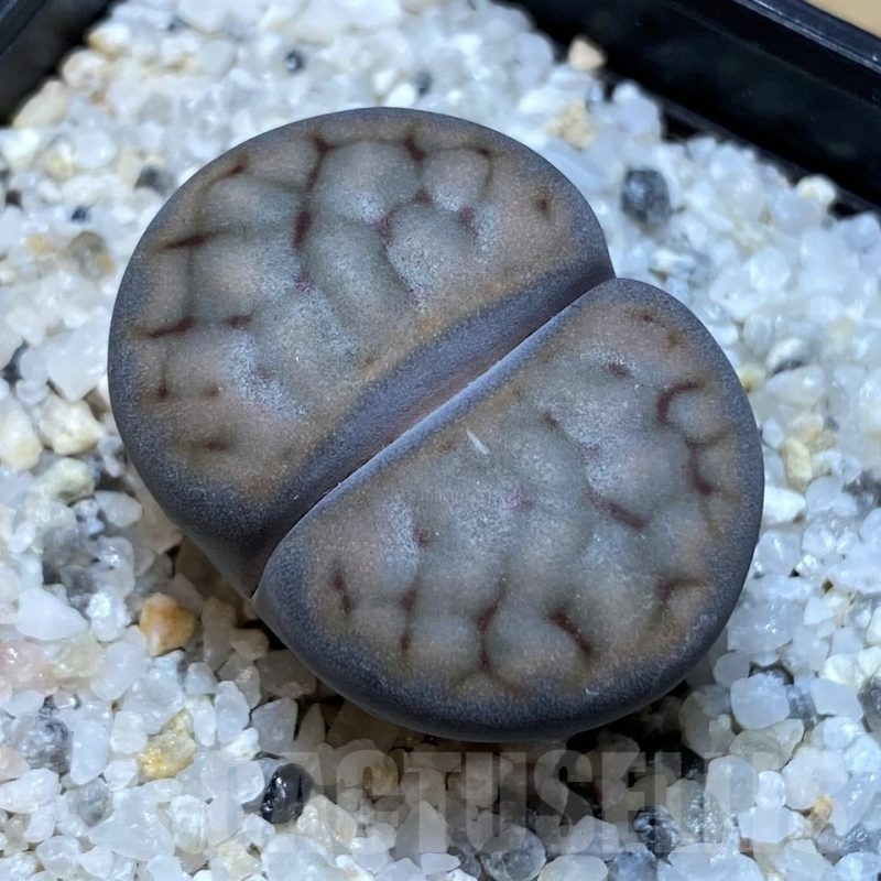 SH23171 Lithops schwantesii v. urikosensis C083