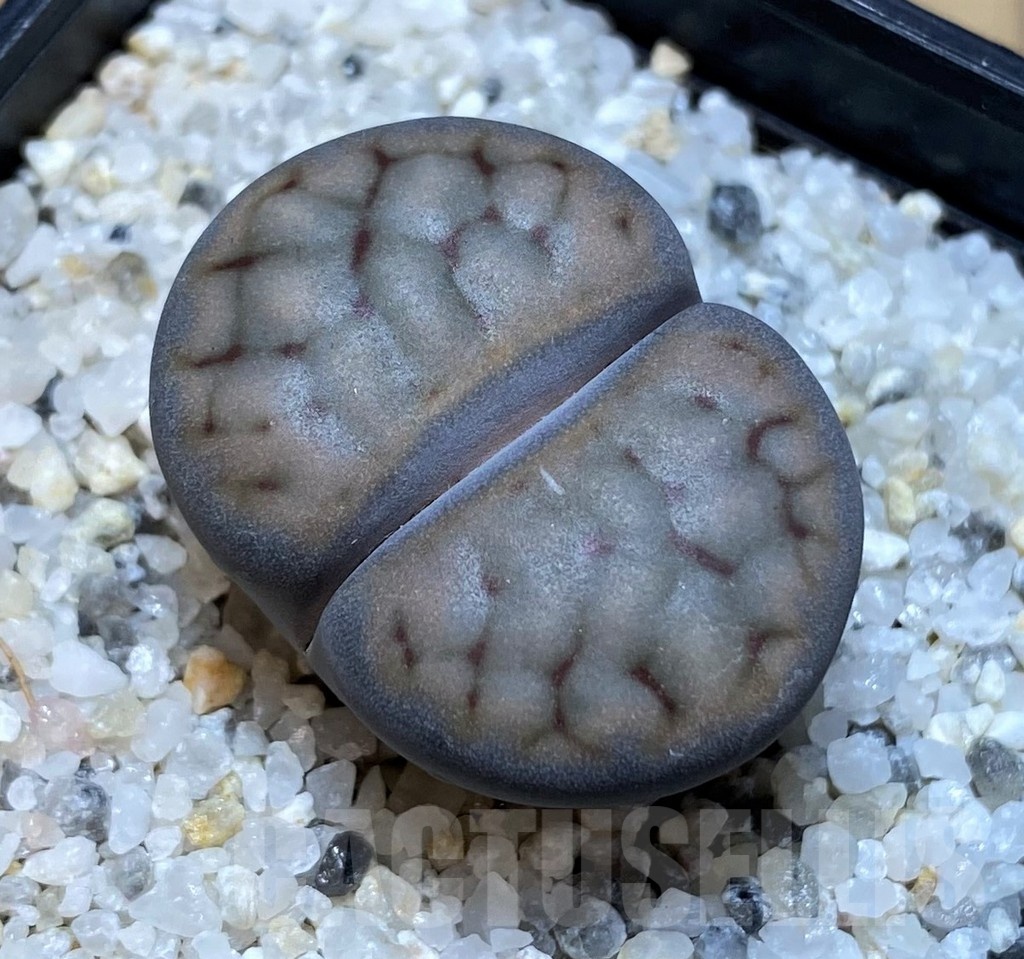 SH23171 Lithops schwantesii v. urikosensis C083