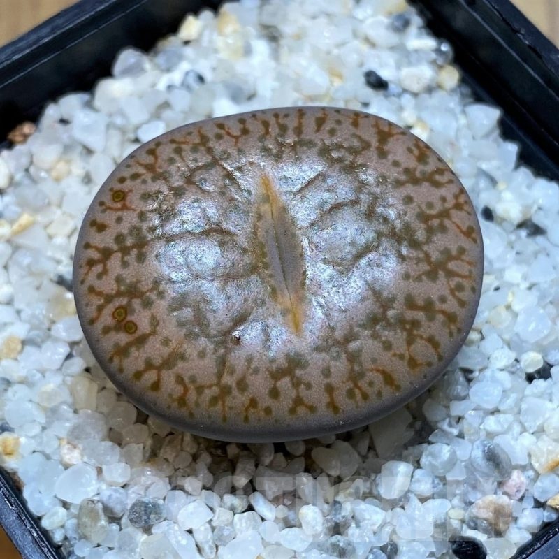 SH23173 Lithops pseudotruncatella