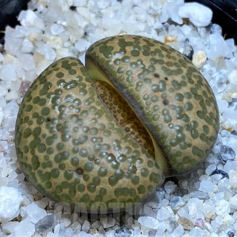 SH23174 Lithops fulviceps C284