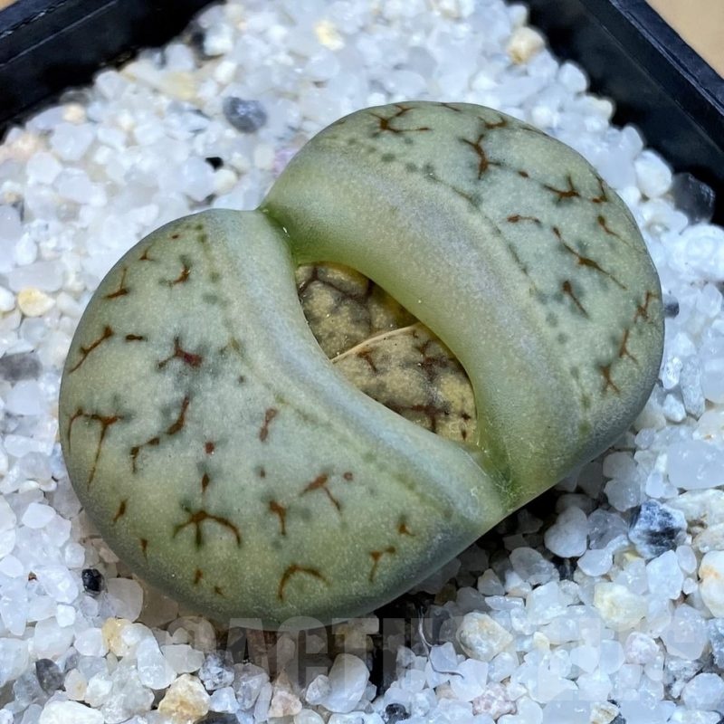 SH23175 Lithops gracilidelineata v. brandbergensis