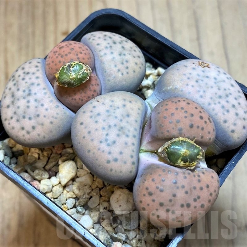 SH23176 Lithops fulviceps v. lydiae, 6 years old
