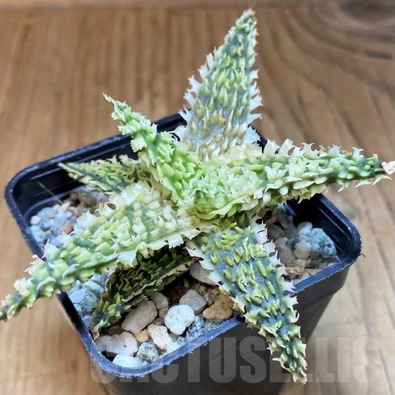 SH23126 Aloe TCT hybrid