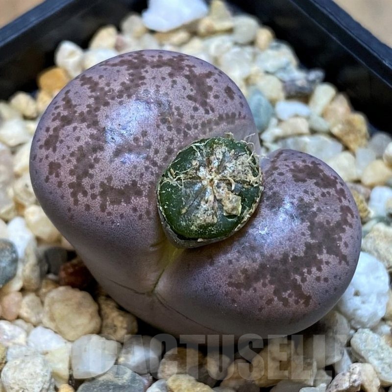 SH23178 Lithops gesinae v. annae