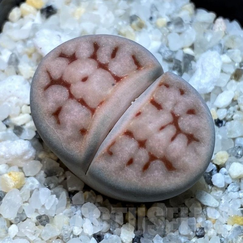 SH23180 Lithops karasmontana v. erniana