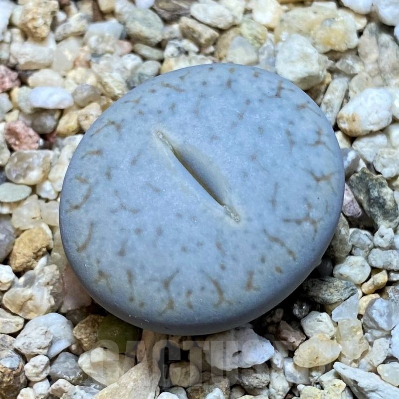 SH23182 Lithops pseudotruncatella ssp. volkii