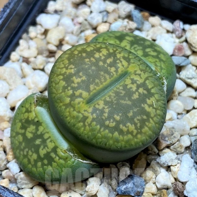 SH23183 Lithops aucampiae 'Jackson's Jade'