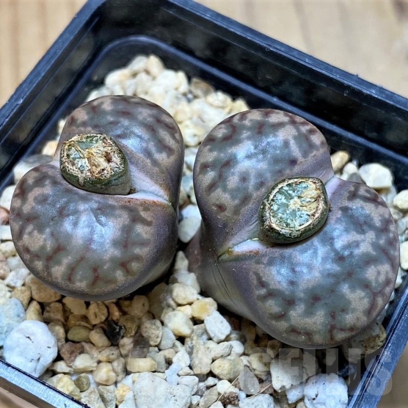 SH23184 Lithops bromfieldii v. insularis