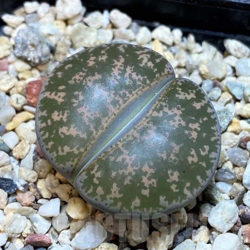 SH23185 Lithops lesliei -near Heidelberg-