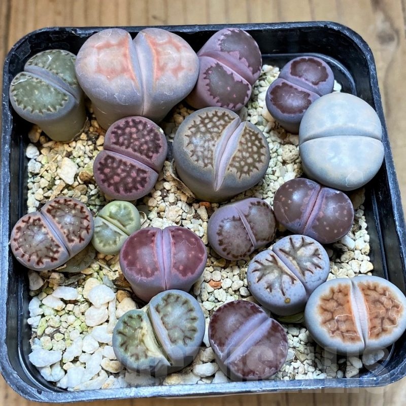 SH23186 Lithops mix