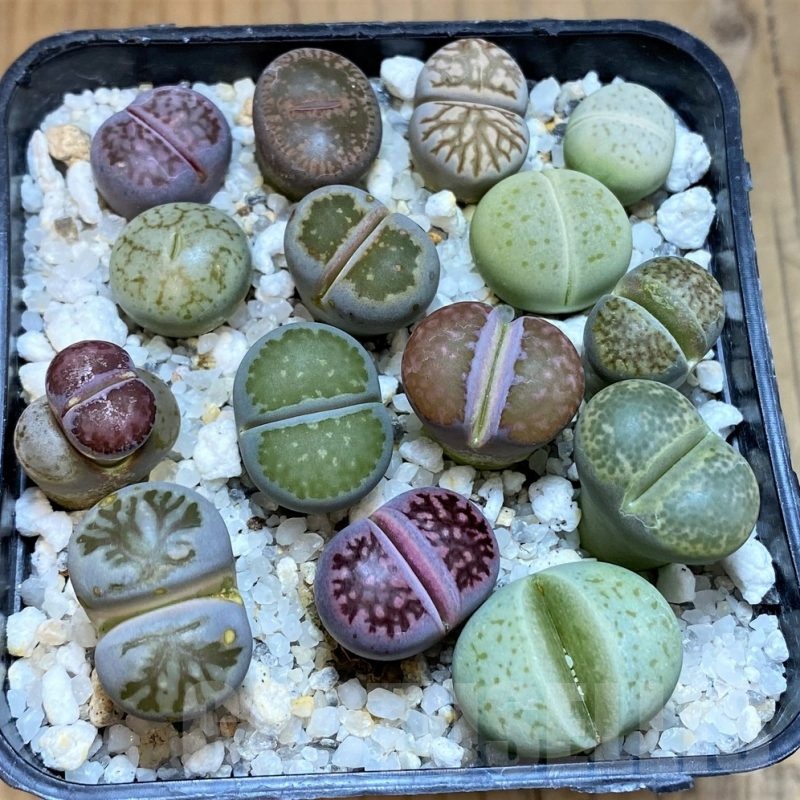 SH23187 Lithops mix