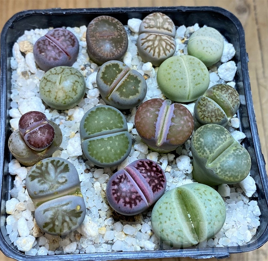 SH23187 Lithops mix