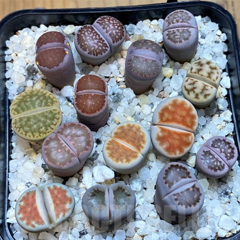 SH23188 Lithops mix
