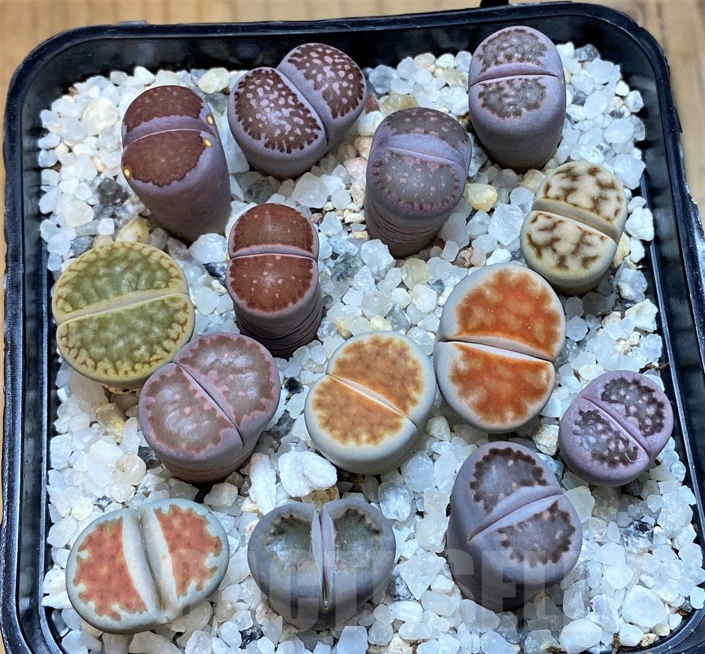 SH23188 Lithops mix