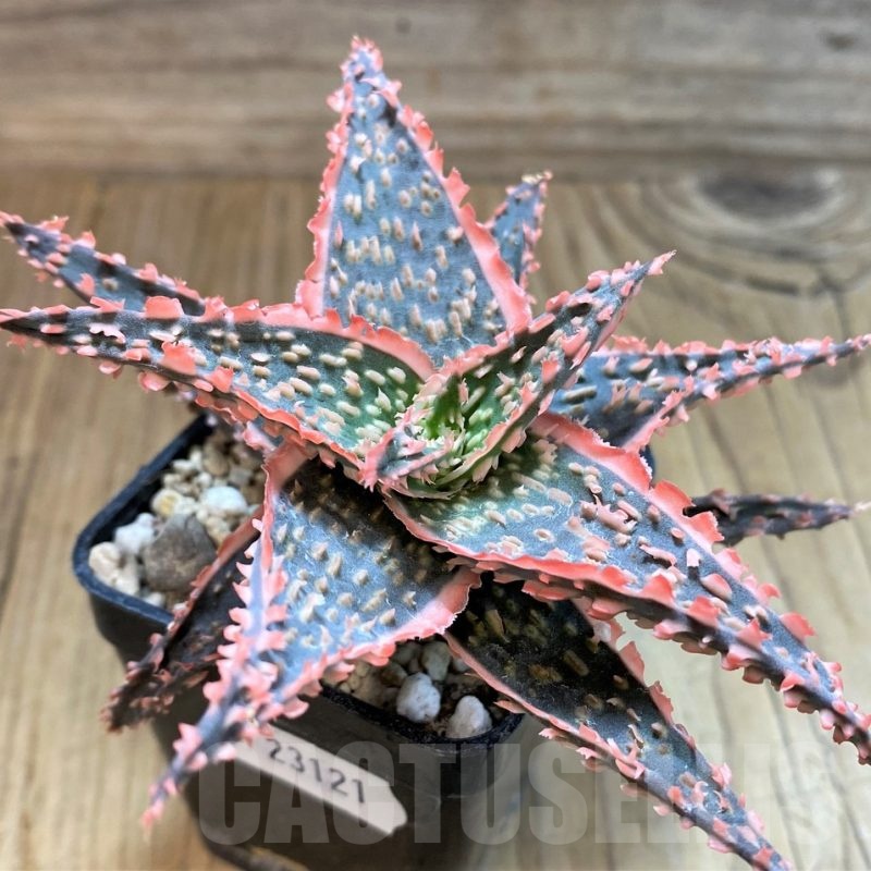 SH23121 Aloe TCT hybrid