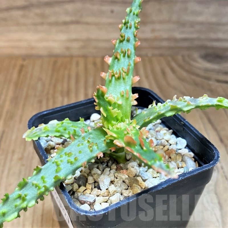 SH23127 Aloe TCT hybrid