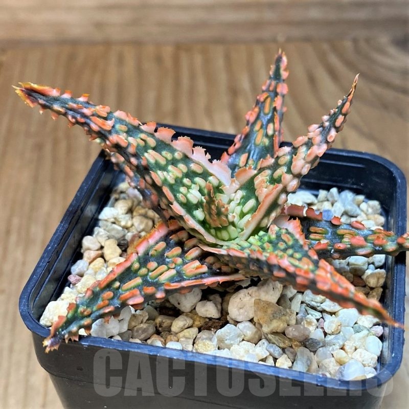SH23128 Aloe TCT hybrid