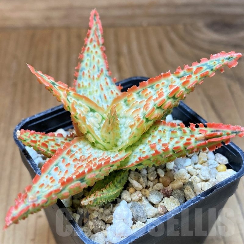 SH23129 Aloe TCT hybrid
