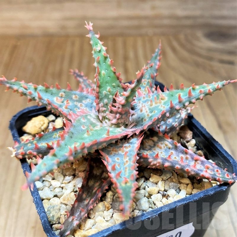 SH23130 Aloe TCT hybrid