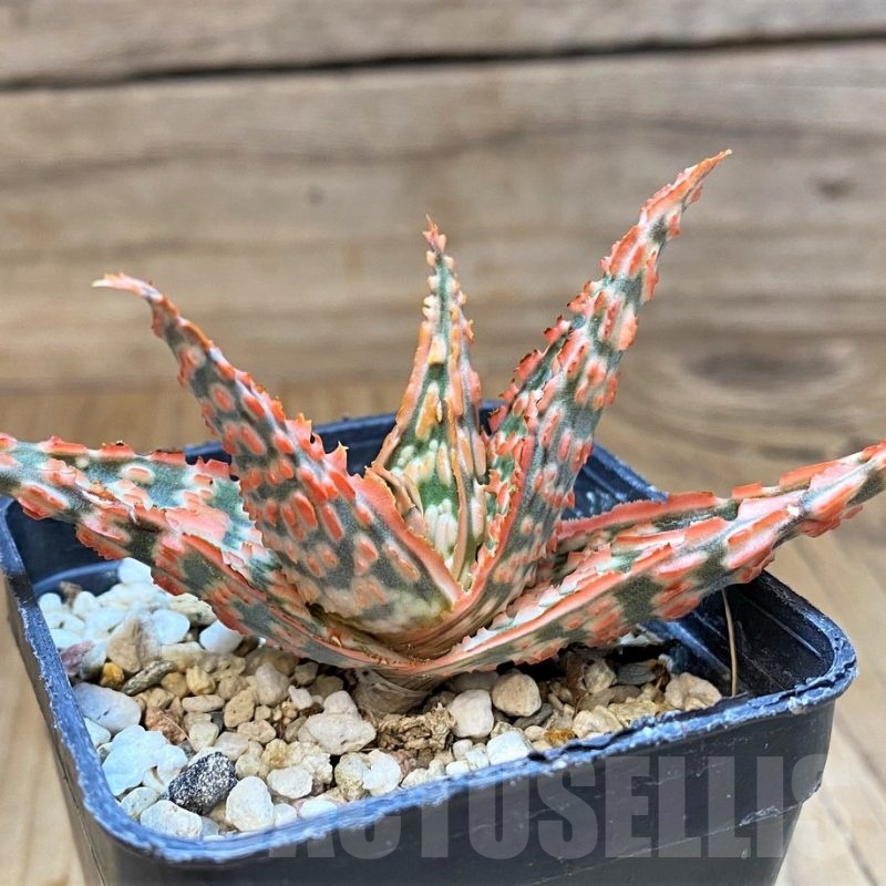 SH23131 Aloe TCT hybrid
