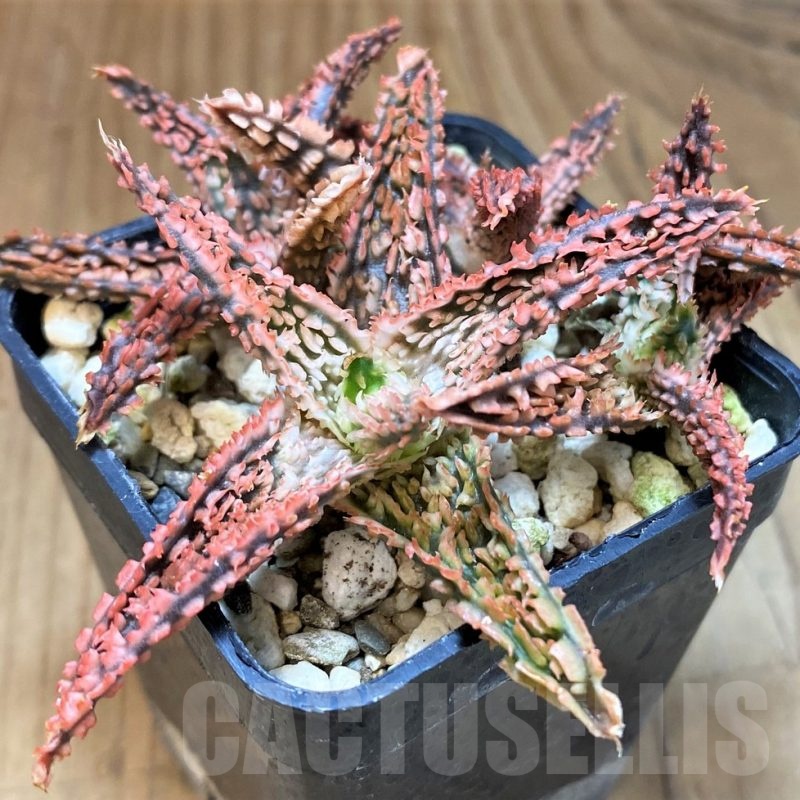 SH23132 Aloe TCT hybrid