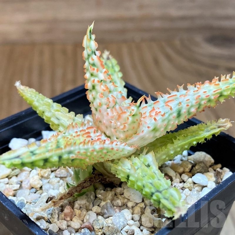 SH23133 Aloe TCT hybrid