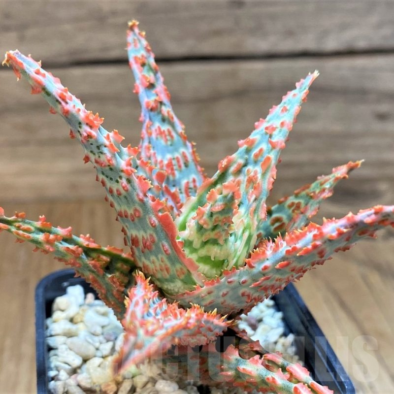 SH23136 Aloe TCT hybrid
