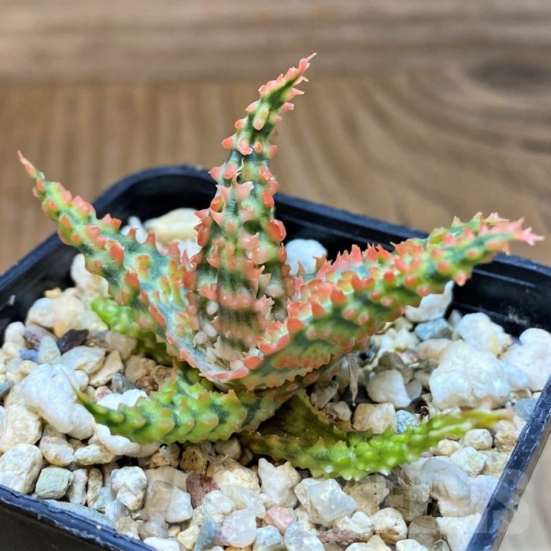 SH23122 Aloe TCT hybrid