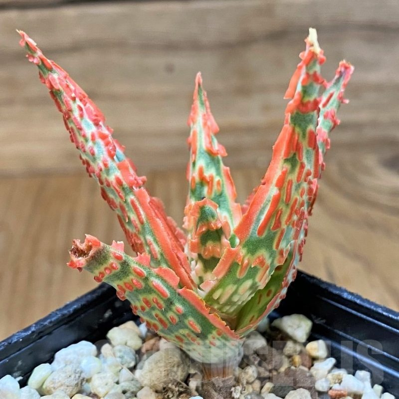 SH23137 Aloe TCT hybrid