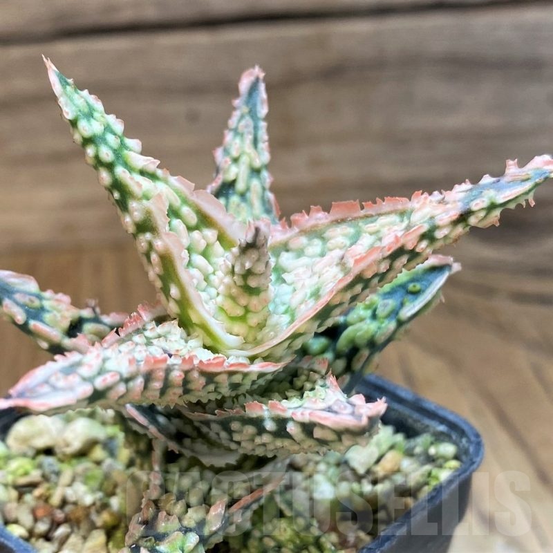 SH23138 Aloe TCT hybrid