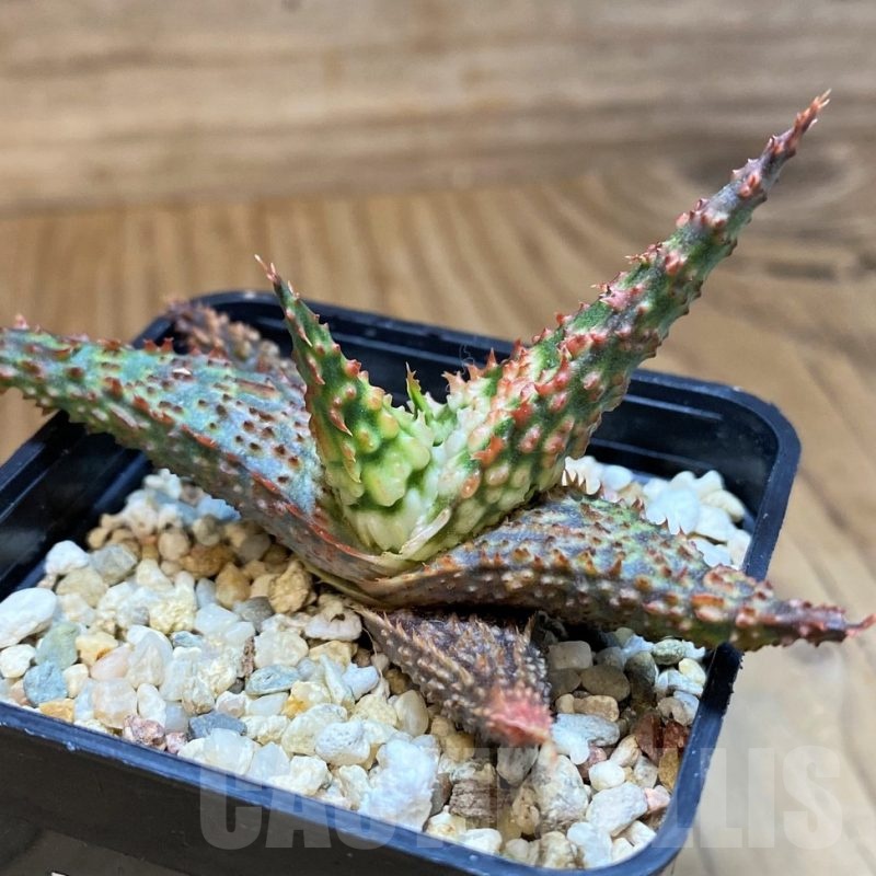 SH23139 Aloe TCT hybrid