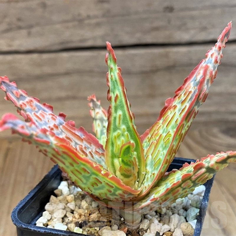 SH23140 Aloe TCT hybrid