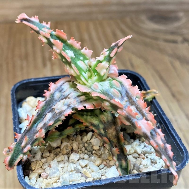 SH23141 Aloe TCT hybrid